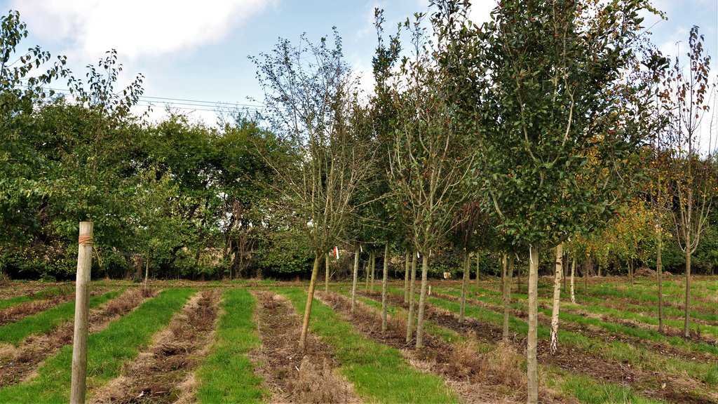 Crataegus laevigata 'Paul's Scarlet' 10-12 SS